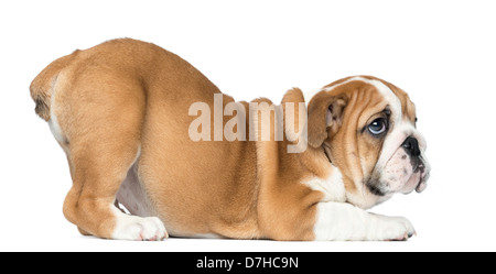 Bulldog inglese cucciolo, 2 mesi di età, guardando verso l'alto contro lo sfondo bianco Foto Stock