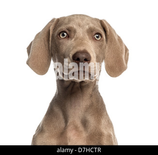 Close-up di un cucciolo Weimaraner, 2,5 mesi, contro uno sfondo bianco Foto Stock