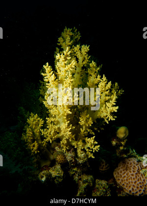 Soft Coral, prese a Ras Mohamed in Mar Rosso, Egitto. Foto Stock