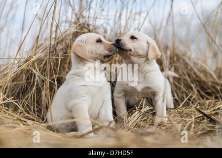 Il Labrador Retriever due cuccioli in reed naso-naso Foto Stock