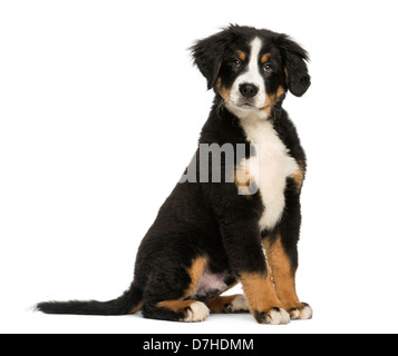 Giovani Bovaro del Bernese, 3,5 mesi, seduti contro uno sfondo bianco Foto Stock