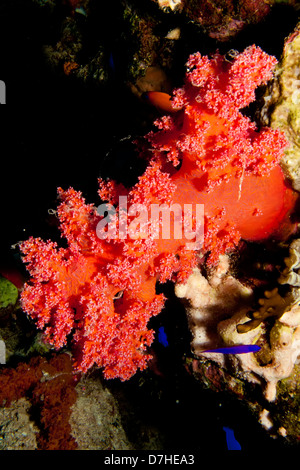 Soft Coral, prese a Ras Mohamed in Mar Rosso, Egitto. Foto Stock