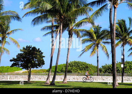 Miami Beach Florida, Lummus Park, palme, Sentiero Serpentine, bicicletta ciclisti bicicletta biciclette, bicicletta andare in bicicletta, equitazione, esercizi per motociclisti, equitazione uomo Foto Stock