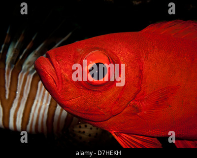 Crescent tail tonno obeso (Priacanthus hamrur). Prese a Ras Mohamed in Mar Rosso, Egitto. Foto Stock