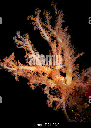 Soft Coral, prese a Ras Mohamed in Mar Rosso, Egitto. Foto Stock