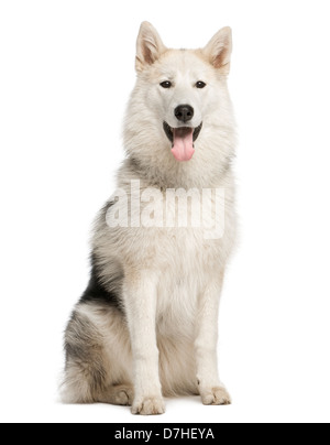 Alaskan Malamute, 7 mesi, seduti contro uno sfondo bianco Foto Stock