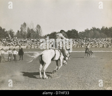 Questa immagine mostra un cowboy che partecipa al Pendleton Round-Up, un famoso rodeo che si tiene ogni anno a Pendleton, Oregon. Il rodeo è noto per il suo emozionante giro in toro e lo spirito competitivo. Foto Stock