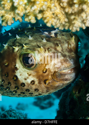 Giallo maculato burrfish. (Cyclithys spilostylus) Foto Stock