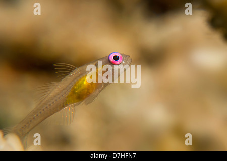 Pink eye ghiozzo in Mar Rosso (Bryaninops natans) Foto Stock