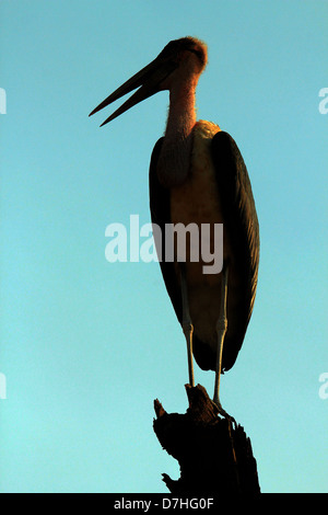 Marabou Stork (Leptoptilos Crumeniferus) Silhouette in profilo, in piedi su un ceppo di albero, Parco Nazionale di Tarangire e, Tanzania Foto Stock