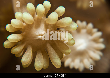 Soft Coral, prese a Ras Mohamed in Mar Rosso, Egitto. Foto Stock