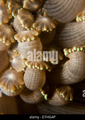 Soft Coral, prese a Ras Mohamed in Mar Rosso, Egitto. Foto Stock