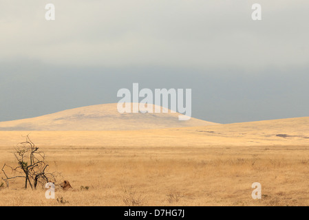 Due bambini Lions (Panthera Leo) giacenti in erba, il cratere di Ngorongoro, Tanzania Foto Stock