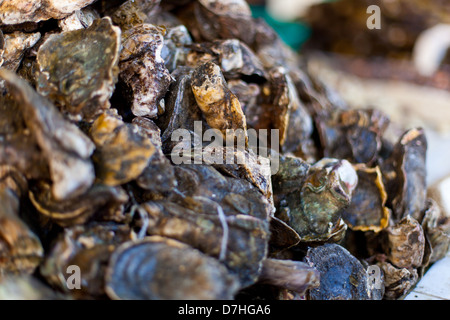 Ostriche e capesante sul mercato asiatico Foto Stock