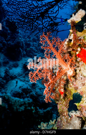 Soft Coral, prese a Ras Mohamed in Mar Rosso, Egitto. Foto Stock