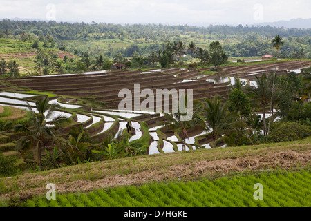 La coltivazione del riso a Bali, in Indonesia Foto Stock