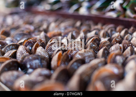 Ostriche e capesante sul mercato asiatico Foto Stock