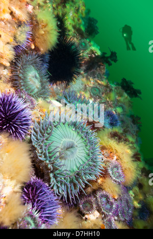 Un subacqueo hoovers vicino a un colorato reef coperti con anemoni di mare e ricci di mare. Foto Stock