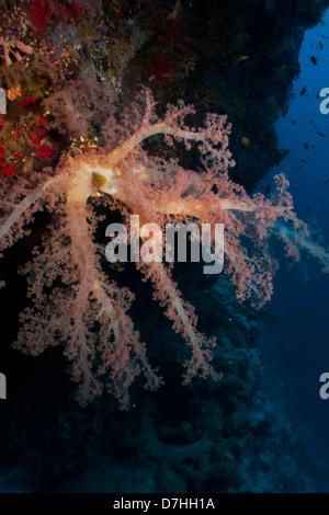 Soft Coral, prese a Ras Mohamed in Mar Rosso, Egitto. Foto Stock