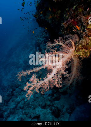 Soft Coral, prese a Ras Mohamed in Mar Rosso, Egitto. Foto Stock