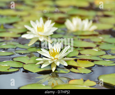White Water Lilies sul lago Foto Stock