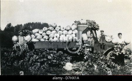 Questa fotografia del 1920 della contea di Tillamook, Oregon, mostra le rape coltivate utilizzando superfosfato e letame come parte delle pratiche agricole dell'epoca. L'immagine mette in evidenza le tecniche agricole dei primi anni del XX secolo nella regione della costa settentrionale. Foto Stock
