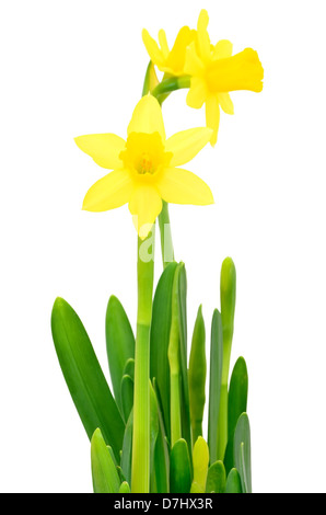 Fiori di narciso isolati su sfondo bianco Foto Stock