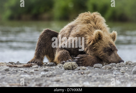 cucciolo di orso Foto Stock