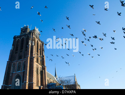 'Grote Kerk' (grande chiesa) a Dordrecht, Paesi Bassi Foto Stock