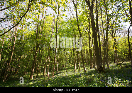 OXFORDSHIRE, Regno Unito. Wytham grande bosco nei pressi di Oxford. 2013. Foto Stock