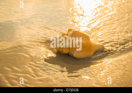 Giamaica, conchiglia sulla spiaggia Foto Stock