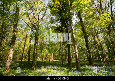 OXFORDSHIRE, Regno Unito. Molla in Wytham grande bosco nei pressi di Oxford. 2013. Foto Stock