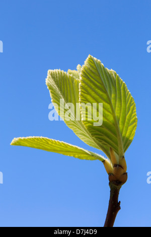 Foglie verdi su nuovi germogli contro un cielo blu in primavera Foto Stock