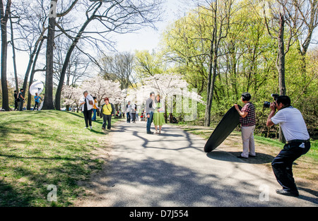 Fiore di Ciliegio alberi in fiore in High Park Toronto, Ontario, Canada Foto Stock