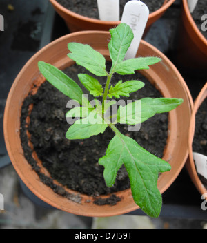 Piccola pianta di pomodoro - essendo cresciuto per impianto fuori - questa varietà è Moneymaker Foto Stock