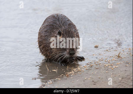 Lontra europea (Lutra lutra) o Eurasian Lontra di fiume Foto Stock