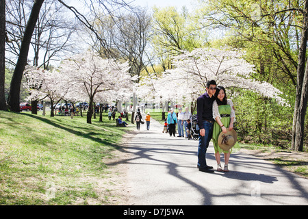 Fiore di Ciliegio alberi in fiore in High Park Toronto, Ontario, Canada Foto Stock