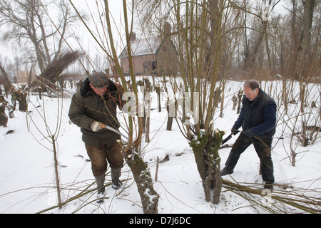 I volontari a Willow baracca nel parco nazionale de biesbosch in Olanda Foto Stock