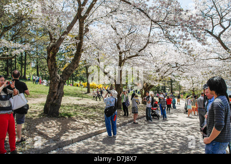 Fiore di Ciliegio alberi in fiore in High Park Toronto, Ontario, Canada Foto Stock