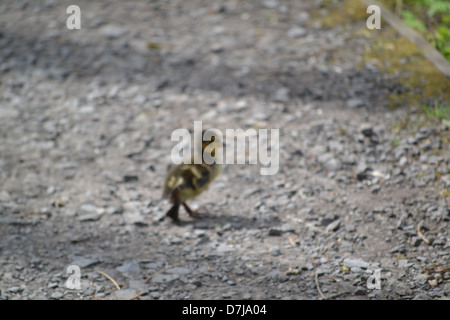 Madre di anatra e papere in Stanley Park, Blackpool Foto Stock