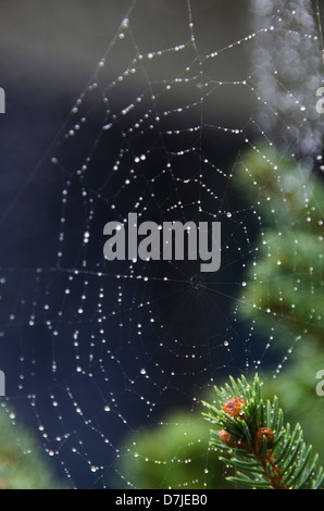 Stati Uniti d'America, Pennsylvania, Honesdale, Spider net con gocce di rugiada del mattino Foto Stock