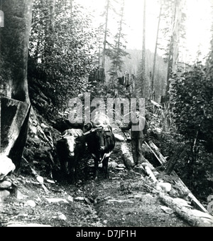 Questa fotografia mostra William John Smith con la sua squadra di abbattimenti di tori vicino a Detroit intorno al 1900. L'immagine cattura l'uso di squadre di tori per le operazioni di abbattimento, evidenziando il ruolo storico degli animali nel lavoro industriale durante i primi anni del XX secolo. Foto Stock