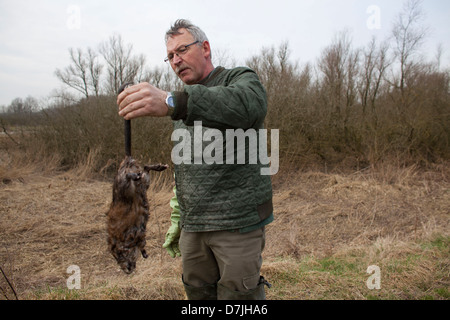 Dutch rat catcher in riserva naturale. Foto Stock