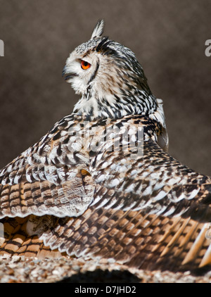 Rock gufo reale (Bubo bengalensis) Foto Stock