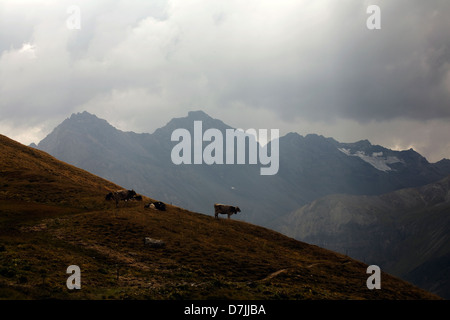 Piccolo allevamento di Swiss brown vacche su pendii più bassi il Jatzhorn sopra Sertig Dorfli cloud al di sopra del Plattenflue Davos in Svizzera Foto Stock