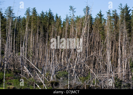 La piantagione di conifere alberi danneggiati da tempeste Orbost Isola di Skye in Scozia Foto Stock