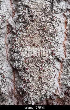 Lecanora allophana Foto Stock