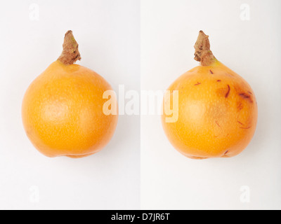 Nespole del Giappone frutto i lati, mature e di marcio Foto Stock