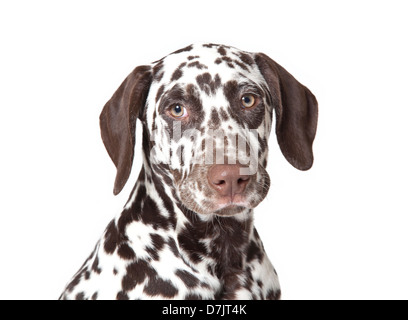 Cane dalmata ritratto in studio Foto Stock