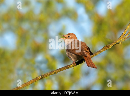 Nightingale, Luscinia megarhynchos nella canzone. Molla. Regno Unito Foto Stock